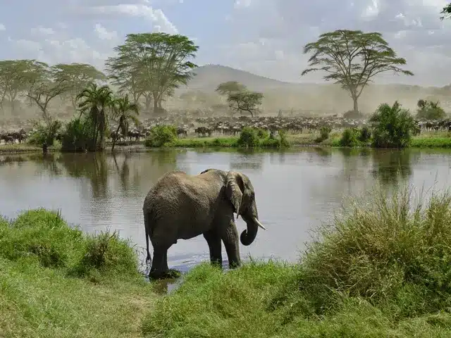 Safari en Tanzanie combiné à un séjour à Zanzibar