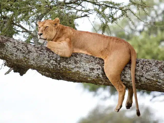 Une lionne se reposant sur une branche d'arbre tout en guettant son environnement