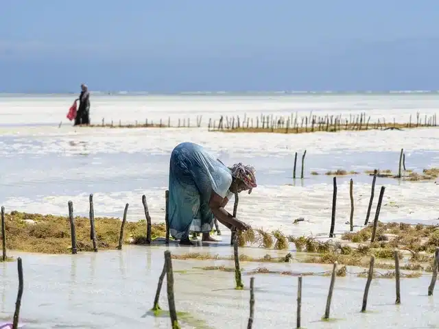 Culture d’algues dans le lagon de la côte Est de Zanzibar, travail des femmes à marée basse