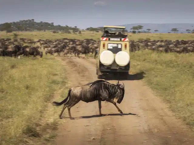 Migration de gnous en pleine savane du Serengeti, traversant la piste devant un véhicule de safari