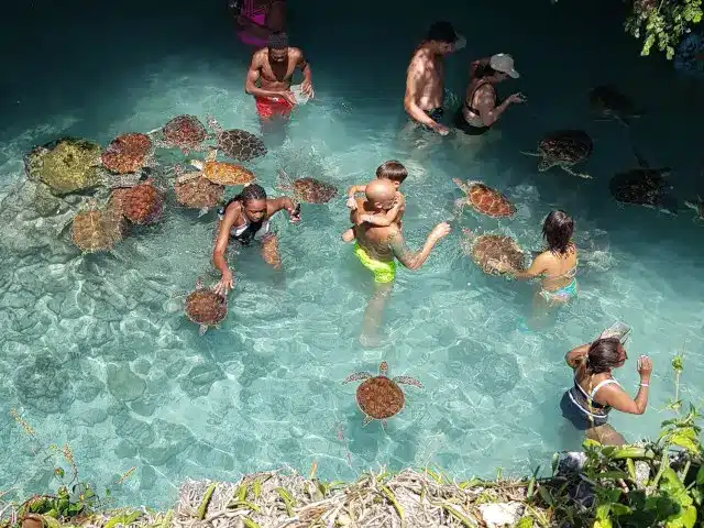 Tortues de mer avec des visiteurs dans un bassin naturel