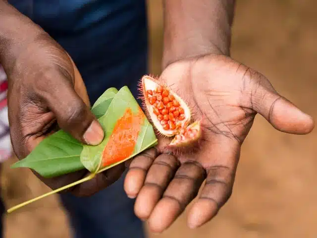 Épices de Zanzibar présentées lors d’une visite de plantation locale