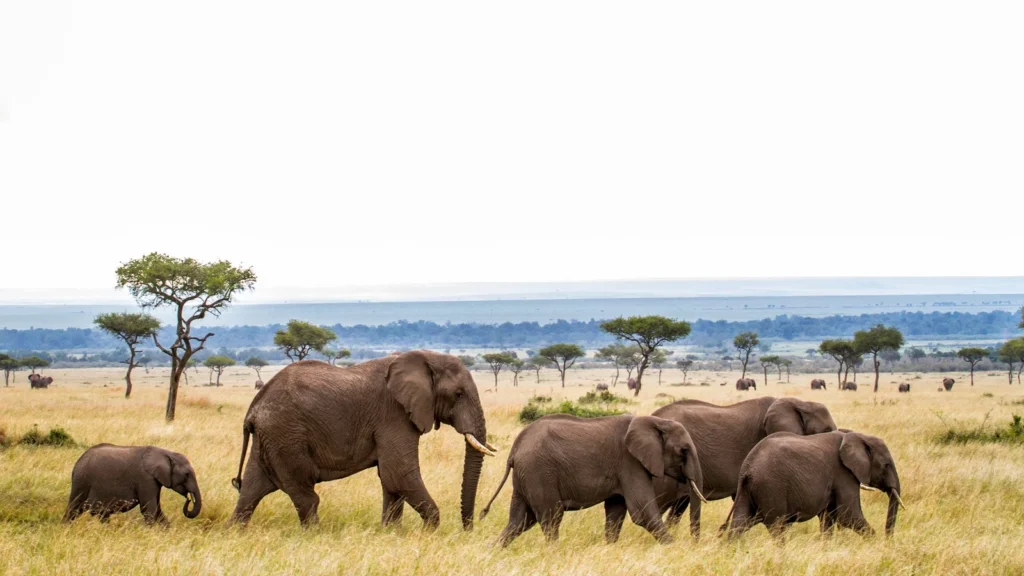 Circuit Zanzibar Signature – Safari en Tanzanie avec éléphants dans la savane