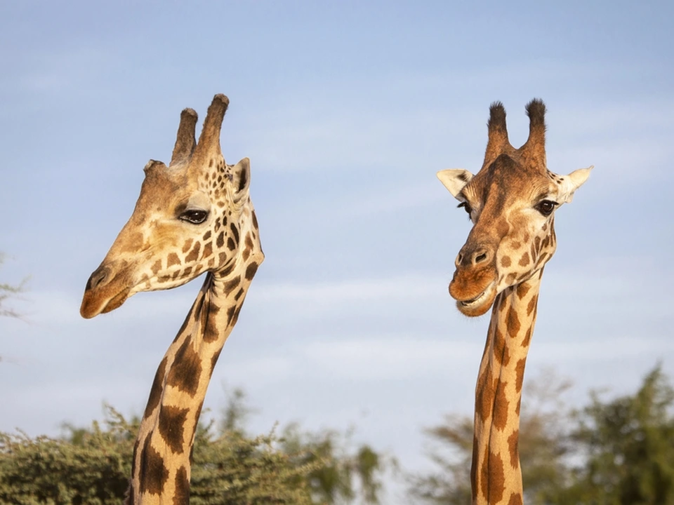 Deux girafes dans le parc national de Mikumi en Tanzanie